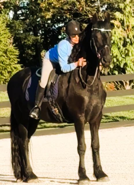 View Friesian horse purchasing details for TEO STER