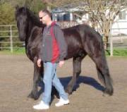 View Friesian horse purchasing details for Teunis B