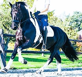 View Friesian horse purchasing details for Remy J