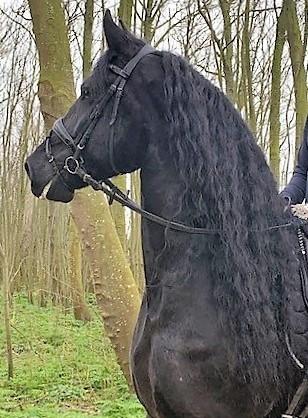 View Friesian horse purchasing details for Topaz