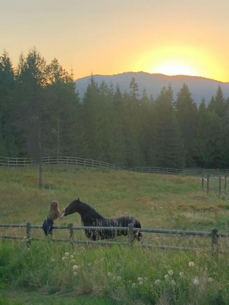 View Friesian horse purchasing details for Tije 