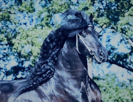 View Friesian horse purchasing details for TITO