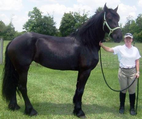 View Friesian horse purchasing details for Tori