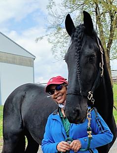 View Friesian horse purchasing details for DAX