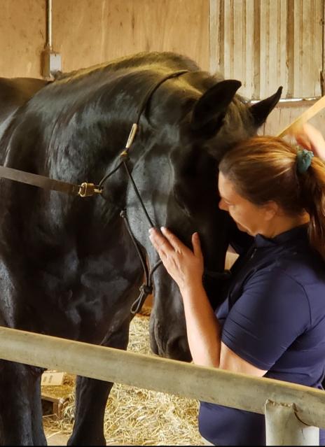 View Friesian horse purchasing details for TRAVIS