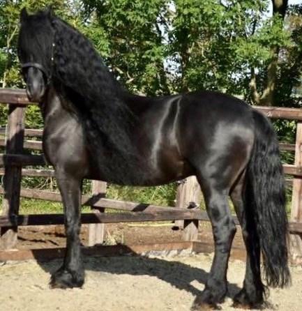View Friesian horse purchasing details for TUMELO