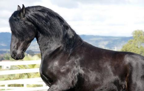 View Friesian horse purchasing details for Twan Fan Boalsert