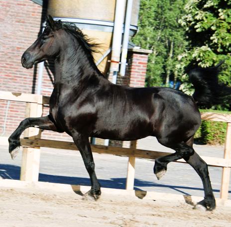 View Friesian horse purchasing details for UNA