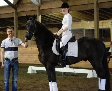 View Friesian horse purchasing details for Venice