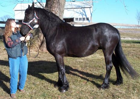 View Friesian horse purchasing details for Vera