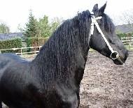 View Friesian horse purchasing details for Virte