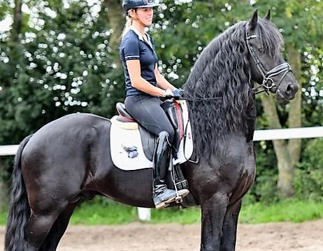 View Friesian horse purchasing details for Tobias BSF