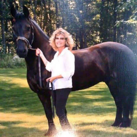 View Friesian horse purchasing details for Wander