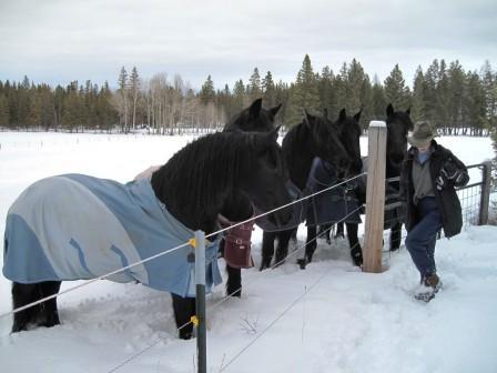 View Friesian horse purchasing details for Wanita