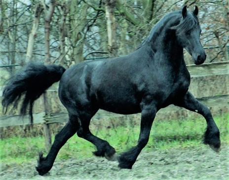 View Friesian horse purchasing details for DIVA