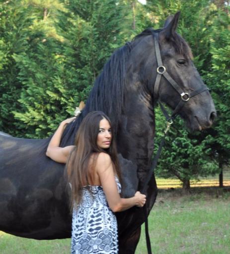 View Friesian horse purchasing details for Wikkert