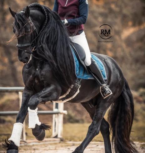 View Friesian horse purchasing details for Willem BSF