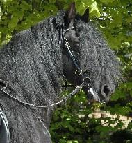 View Friesian horse purchasing details for William STER