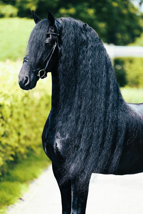 View Friesian horse purchasing details for WINDSOR STER SPORT