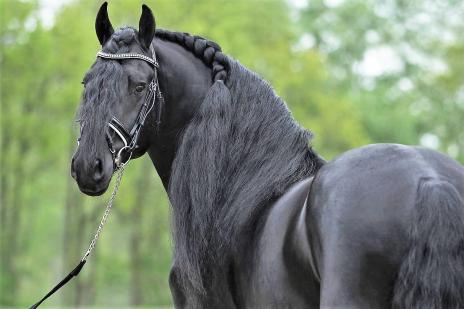 View Friesian horse purchasing details for WISSE STER