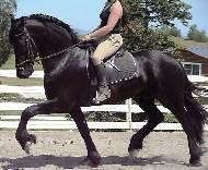 View Friesian horse purchasing details for YTZEN