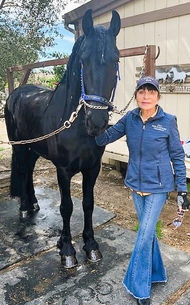 View Friesian horse purchasing details for Helmet