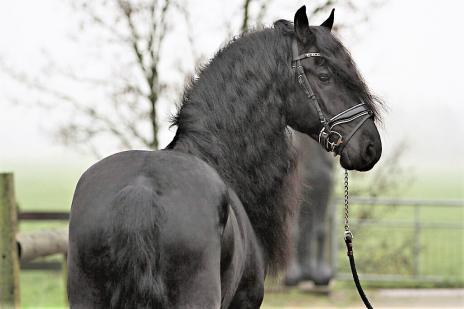 View Friesian horse purchasing details for ZANE BSF