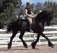 View Friesian horse purchasing details for ZEAL