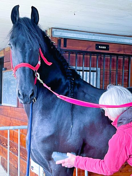 View Friesian horse purchasing details for ZION
