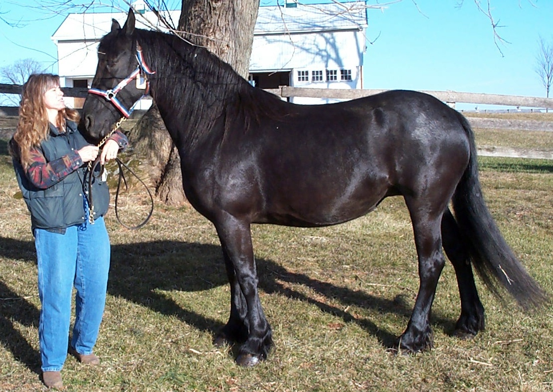 Friesian Vera - Sold