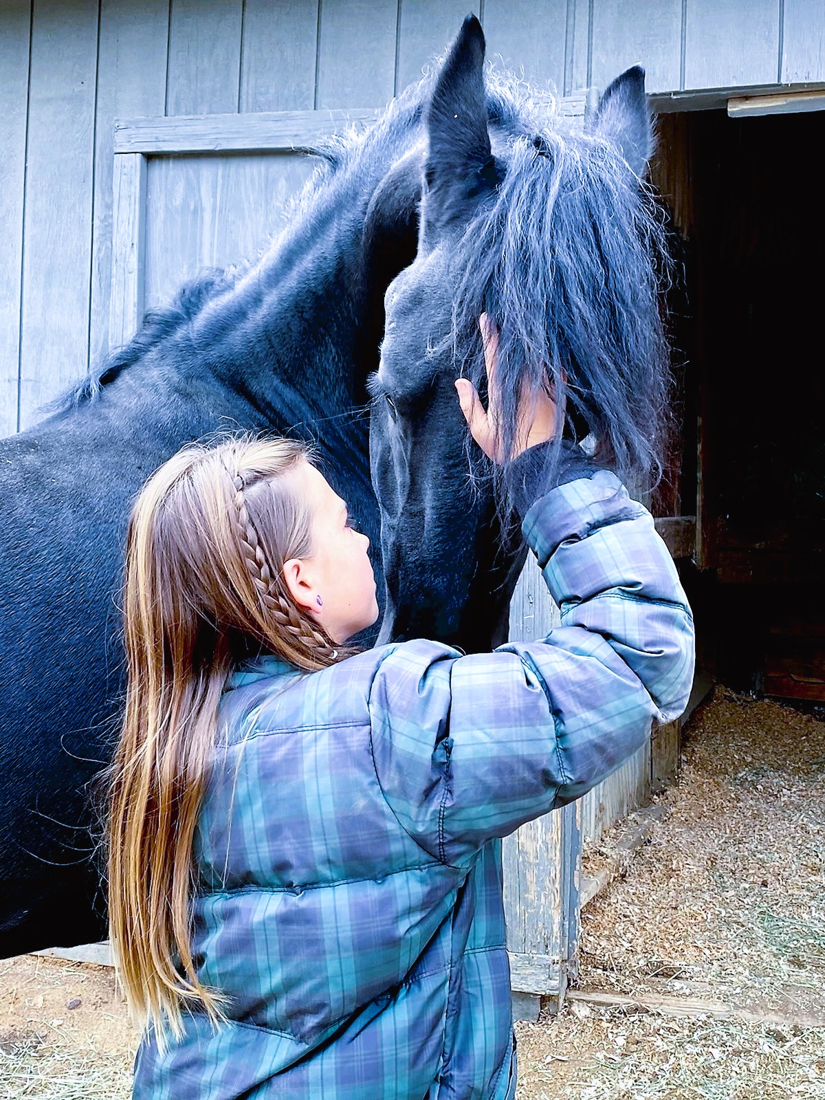 Friesian Vito - Sold