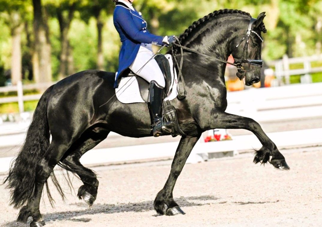 Friesian WILLEM SPORT ELITE - Sold