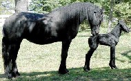 Friesian Zwaantje - Sold