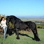 Friesian horses