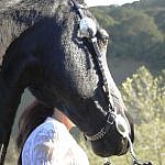 Friesian horses