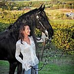 Friesian horses