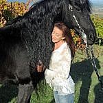 Friesian horses