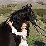 Friesian horses