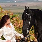 Friesian horses