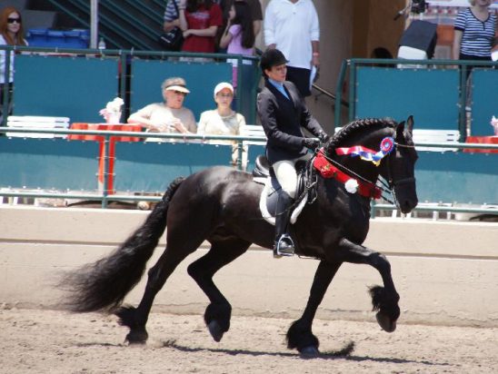 Friesian horses