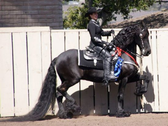 Friesian horses