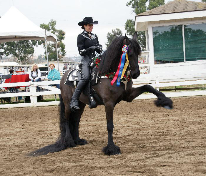 Friesian horses