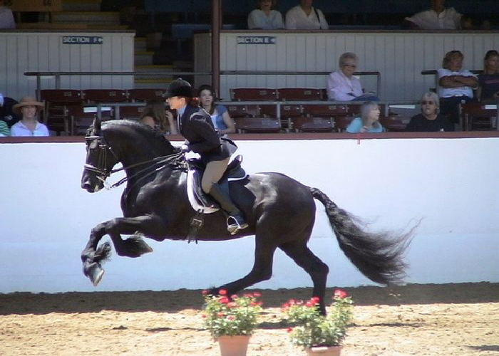 Friesian horses