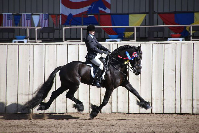 Friesian horses
