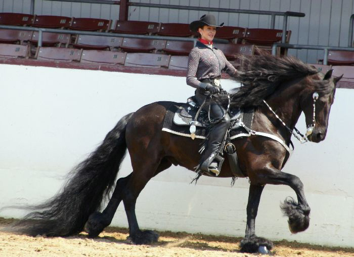 Friesian horses