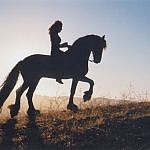 Friesian horses