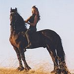 Friesian horses