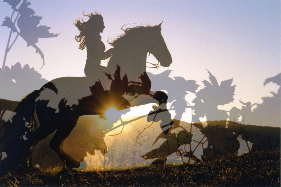 Friesian horses