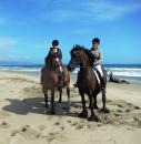 Horse Show - Beach Riding Weekend Limantour Beach
