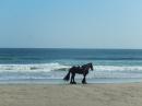 Horse Show - Beach Riding Weekend Limantour Beach
